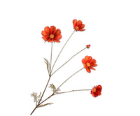 Cosmostak l92cm oranje