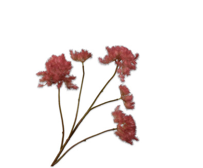 Cotinustak l80cm bordeaux