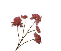 Cotinustak l80cm bordeaux