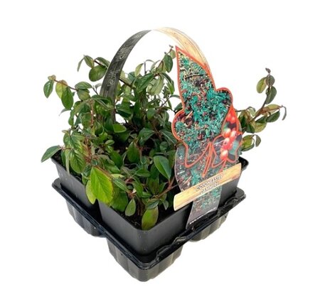 Cotoneaster dammeri 4-pack