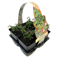 Cotoneaster pr. 'Queen of Carpets' 4-pack