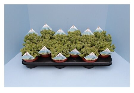 Cotyledon tome. ladys.