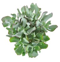 Crassula arborescens 'Curly Green'