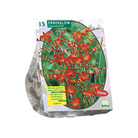 Crocosmia emberglow 15st - afbeelding 1