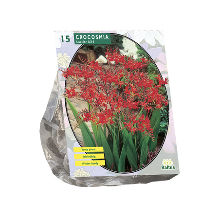 Crocosmia lucifer 15st - afbeelding 1
