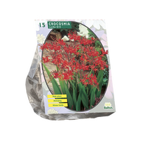Crocosmia lucifer 15st - afbeelding 1