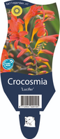 Crocosmia 'Lucifer'