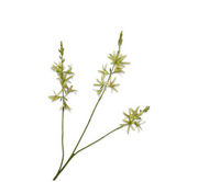 Crocosmiasteel l95cm groen