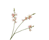 Crocosmiasteel l95cm roze/groen
