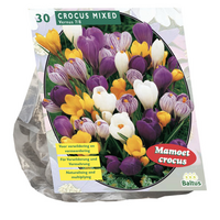 Crocus grootbloemig. mix 30st