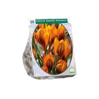 Crocus orange monarch 20st