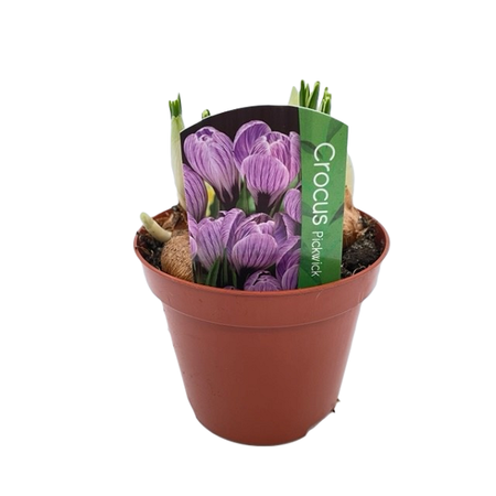 Crocus pot 9 cm