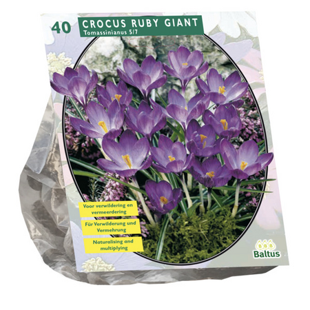 Crocus ruby giant 40st