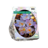 Crocus sativus najaarsbloeier 12st