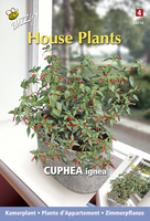 Cuphea luciferplantje 0.1g - afbeelding 4