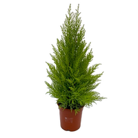 Cupressus  'Goldcrest Wilma' pot 17 cm