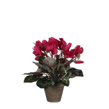 Cyclaam in pot d30h30cm d.roze (Zijde-plant)