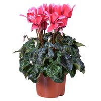 Cyclamen GR 'Mammoth'