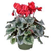Cyclamen MD 'Metalis'