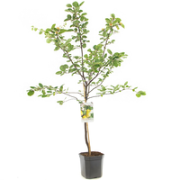 Cydonia oblonga peervorm p24 - afbeelding 2