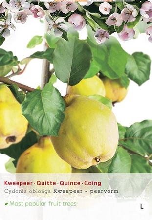 Cydonia oblonga peervorm p24 - afbeelding 1