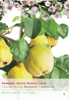 Cydonia oblonga peervorm p24