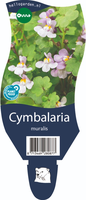 Cymbalaria muralis