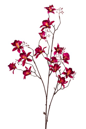 Cymbidiumsteel l90cm cerise