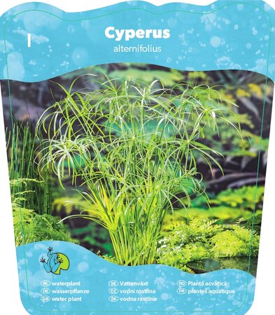 Cyperus alternifolius - afbeelding 1