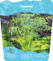 Cyperus alternifolius