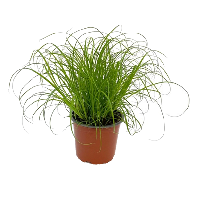 Cyperus alternifolius 'Zumula' pot 12 cm