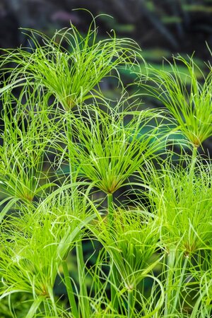 Cyperus percamenthus