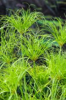 Cyperus percamenthus