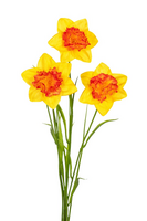 Daffodil/grassteel l70cm geel/ornj