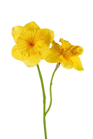 Daffodilsteel l55cm geel