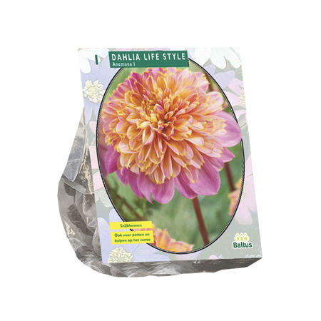 Dahlia anemone lifestyle 1st - afbeelding 1