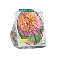 Dahlia anemone lifestyle 1st - afbeelding 1