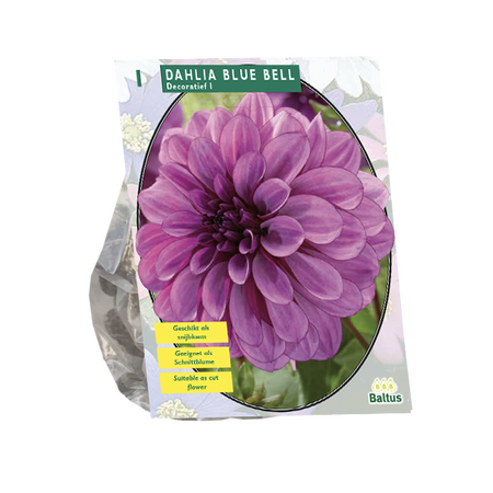 Dahlia blue bell 1st
