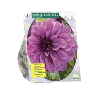 Dahlia blue bell 1st
