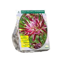 Dahlia cact. hollyhill spider per 1