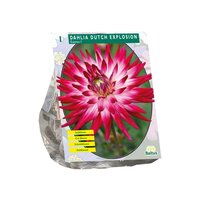 Dahlia cactus dutch explosion per 1