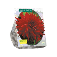 Dahlia cactus helga 1st - afbeelding 2