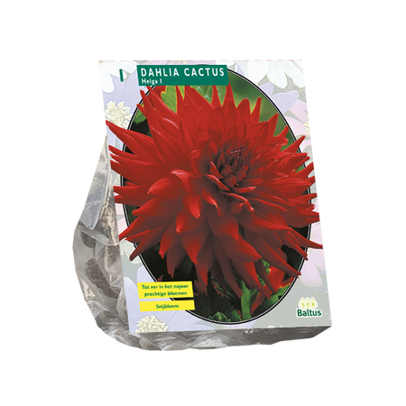 Dahlia cactus helga 1st - afbeelding 1