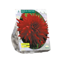 Dahlia cactus helga 1st