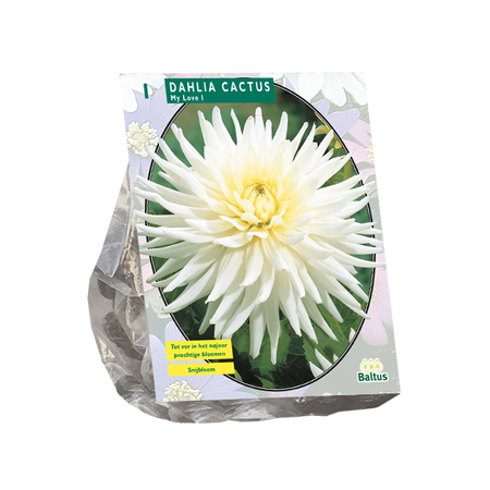 Dahlia cactus my love 1st - afbeelding 1