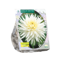 Dahlia cactus my love 1st