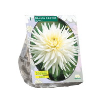 Dahlia cactus my love 1st - afbeelding 2