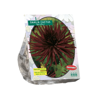 Dahlia cactus nuit dete 1st - afbeelding 2