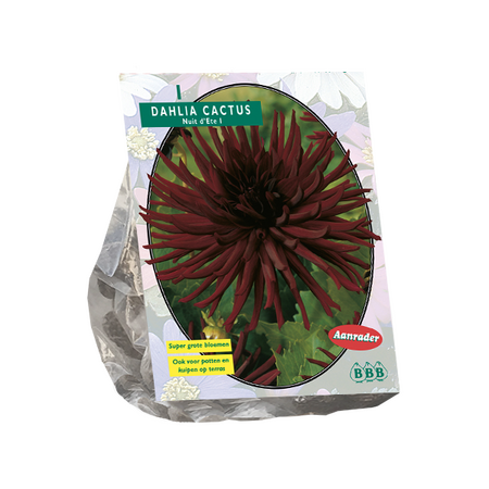 Dahlia cactus nuit dete 1st - afbeelding 1