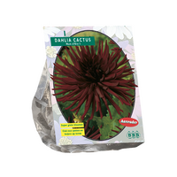 Dahlia cactus nuit dete 1st